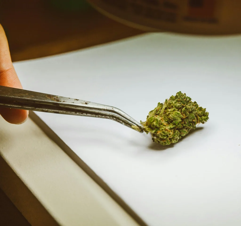 cannabis-tweezers A person holding cannabis with tweezers