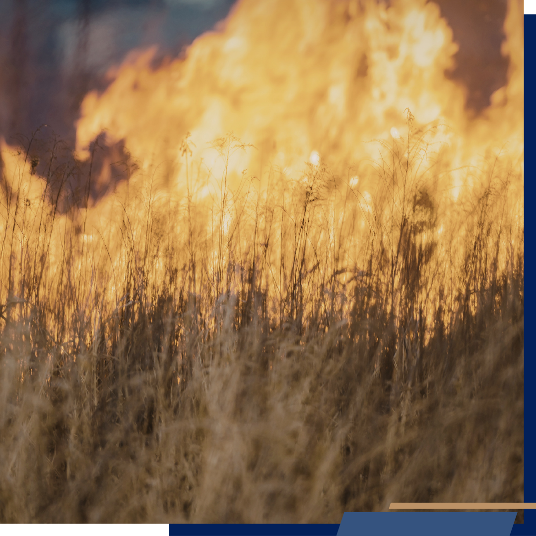 Wildfire Watch - Image 2 Wildfire